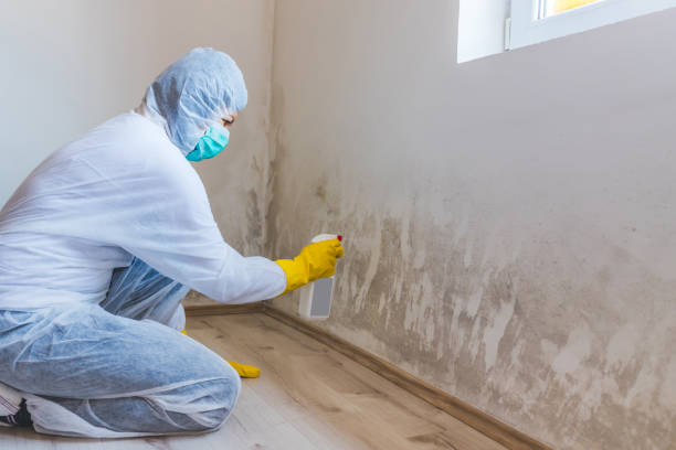 Licensed Mold Remediation service in Savannah, GA - 24 Hour Mold Removal