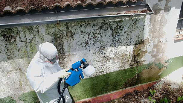 Top rated local Mold Remediation specialists in Savannah, GA